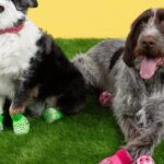 Crocs представив взуття для собак. Як воно виглядає
