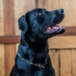 ChatGPT допоміг створити вакцину від раку для порятунку тварини