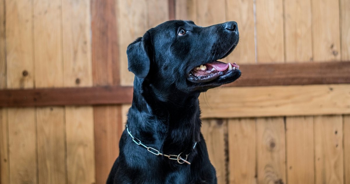 ChatGPT допоміг створити вакцину від раку для порятунку тварини